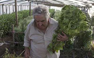 mujica_marihuana_autocultivo.jpg