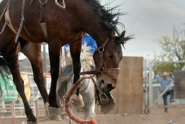 Animal defenders consider the jineteadas as animal torture. 