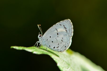 mariposa