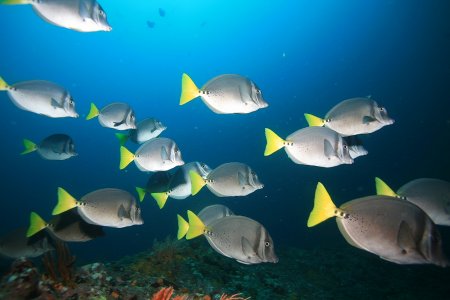 Peces arrecife coral