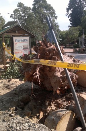 Árbol accidente