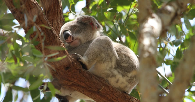 Por qué los koalas se abrazan a los árboles? - Noticias Uruguay, LARED21  Diario Digital