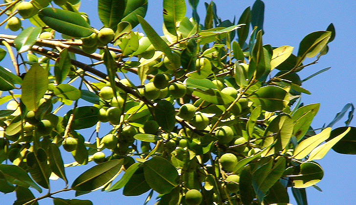 Árbol calophyllum brasiliense. Foto: Mauro Guanandi. 