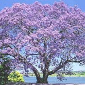 Kiri, el árbol más resistente del mundo que podría evitar el calentamiento  global - Noticias Uruguay, LARED21 Diario Digital