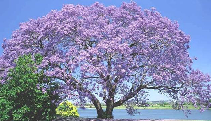 Kiri, el árbol más resistente del mundo que podría evitar el calentamiento  global - Noticias Uruguay, LARED21 Diario Digital