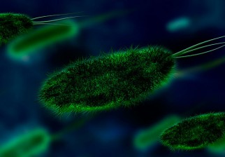 La acidificación del océano afecta el metabolismo de las bacterias marinas. Foto: Pixabay