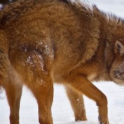 pueden un perro y un coyote aparearse