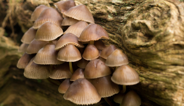 La NASA buscará hongos bajo tierra desde el espacio para predecir el futuro  de hábitats forestales debido al cambio climático - Noticias Uruguay,  LARED21 Diario Digital