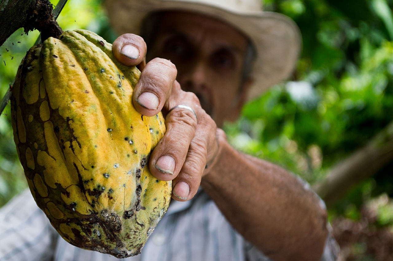 Un agricultor separa un fruto del cacao del árbol. Sus semillas se tuestan y se convierten en finos chocolates. Foto: Pixabay