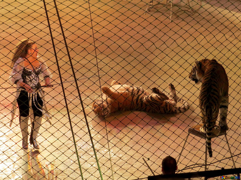 madrid libre de circos con animales