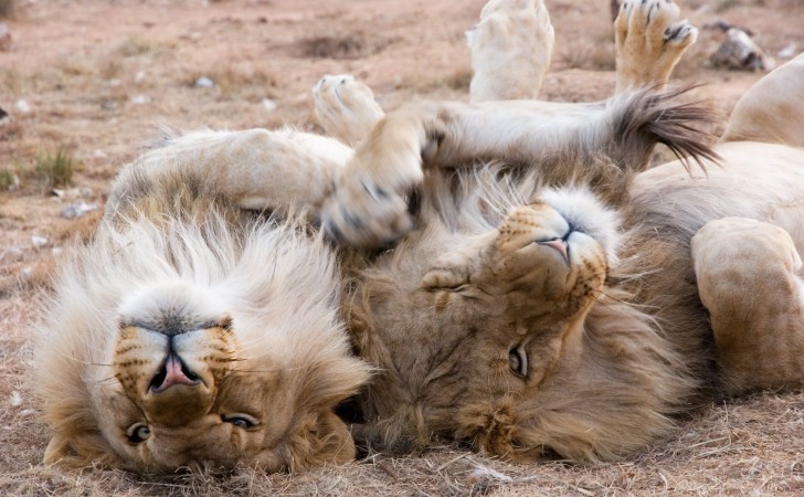 ¿Cuántos leones sobreviven en estado salvaje? - Noticias Uruguay, LARED21  Diario Digital