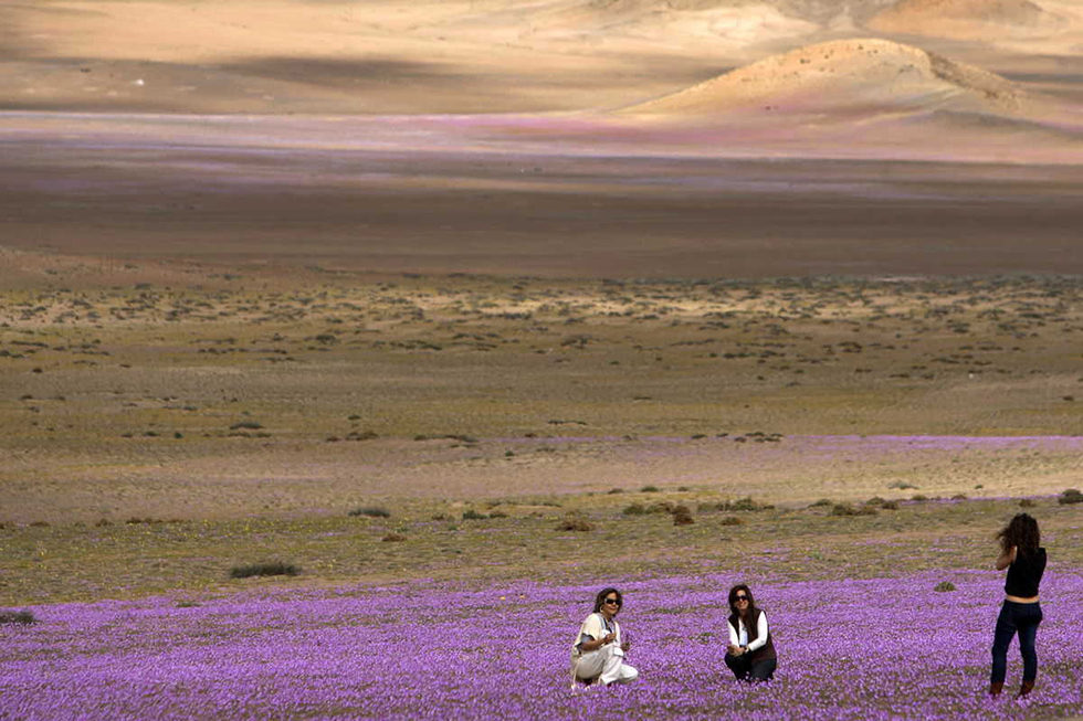 Turistas pisando las flores del desierto.