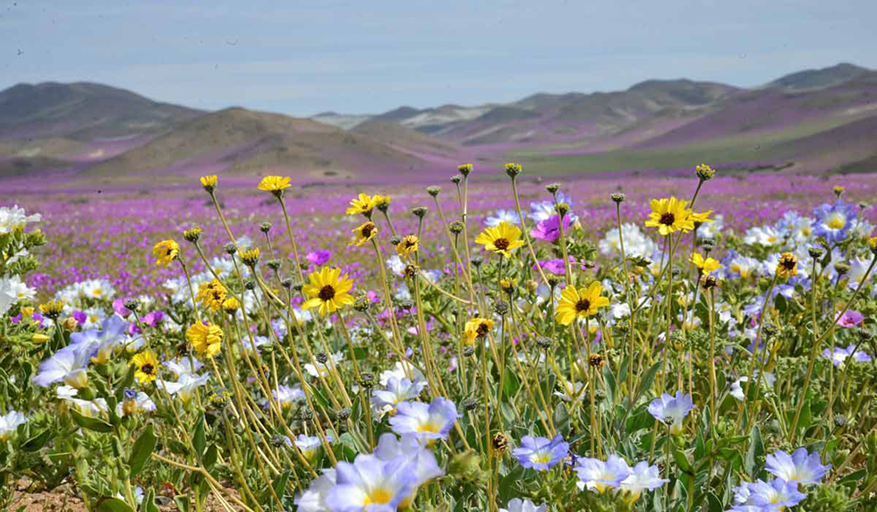 Flores del desierto de Atacama, en Chile