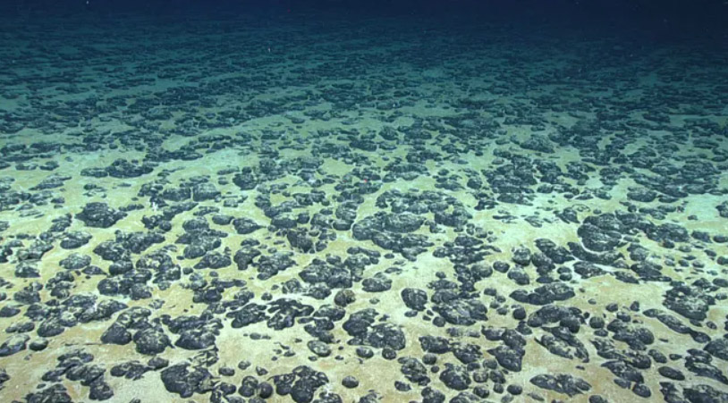 nódulos polimetálicos, pequeñas rocas del tamaño de una papa, alojados en los fondos marinos son los nuevos minerales en la mira de las empresas, pese al riesgo de destruir ecosistemas únicos.