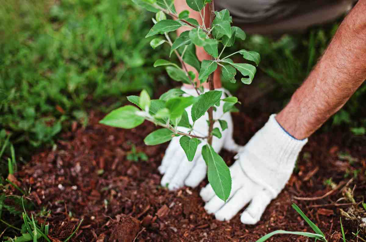 Tendencias de jardinería 2024: todo sobre plantas resistentes al calor en Uruguay