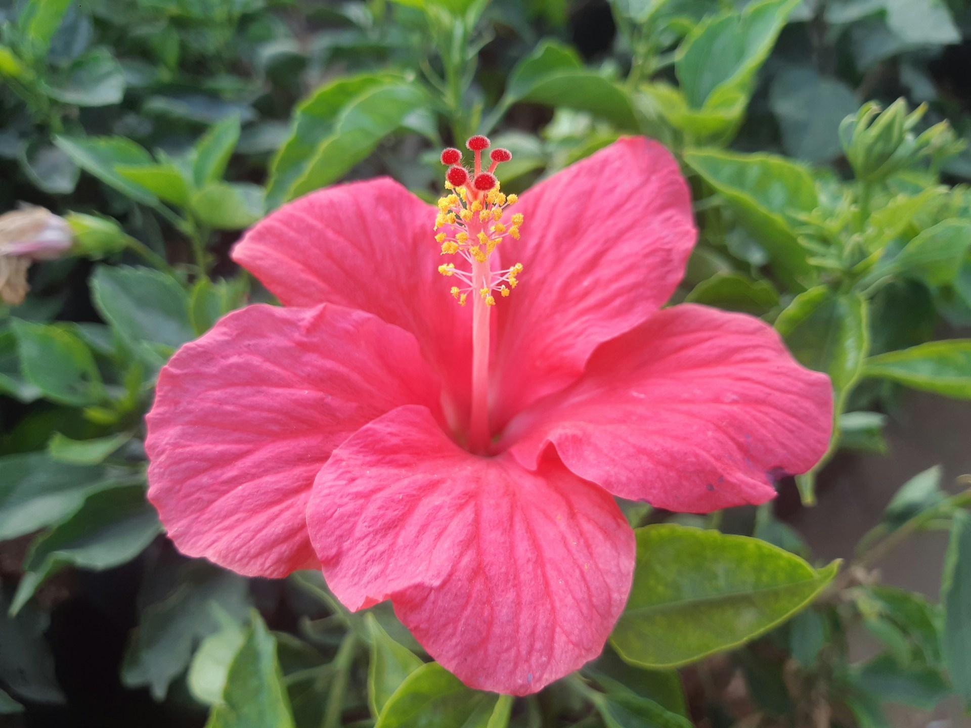 Hibisco. Foto: Ram kishor, Unsplash. 