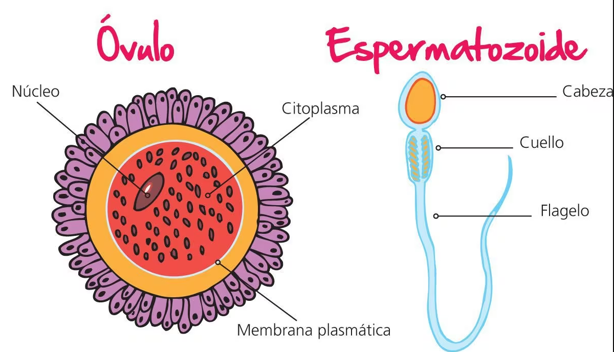 Un óvulo es una célula con el material genético femenino necesario para la reproducción.  Un espermatozoide es una célula con el material genético masculino necesario para la fertilización.