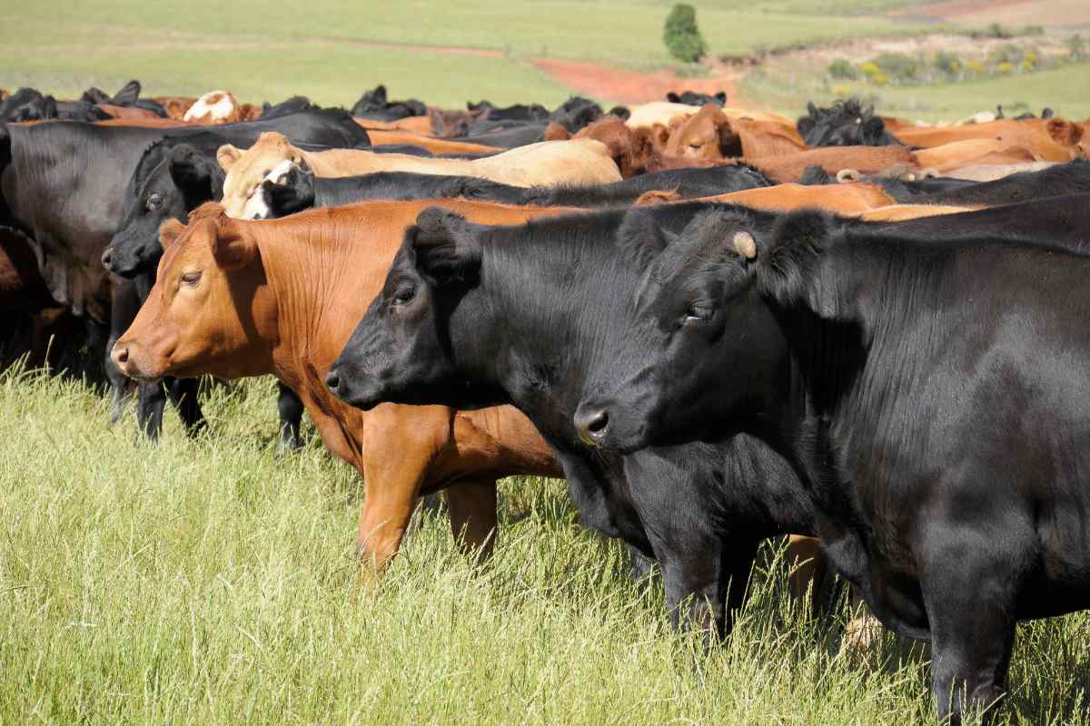 Los productores ganaderos podrán acceder a préstamos del BROU para implementar medidas de control contra la garrapata, contribuyendo a su situación sanitaria.