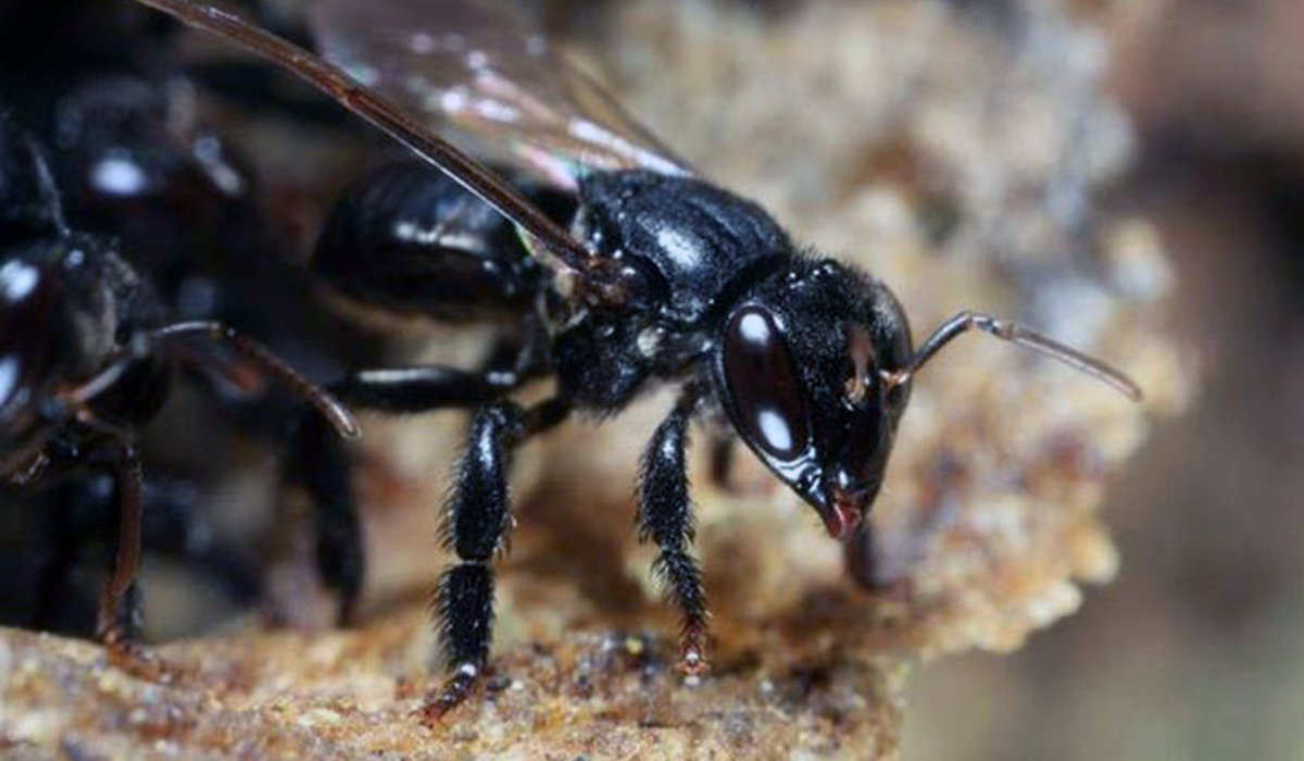 Existen más de 500 especies de abejas meliponas, son abejas sin aguijón que pertenecen a la familia de las ápidas.