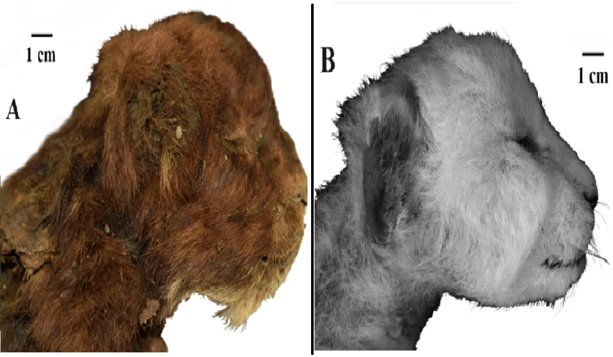 Comparación de cachorros con 3 semanas de edad, del lado izquierdo un tigre de dientes de sable, del lado derecho una cría de león actual de la misma edad.