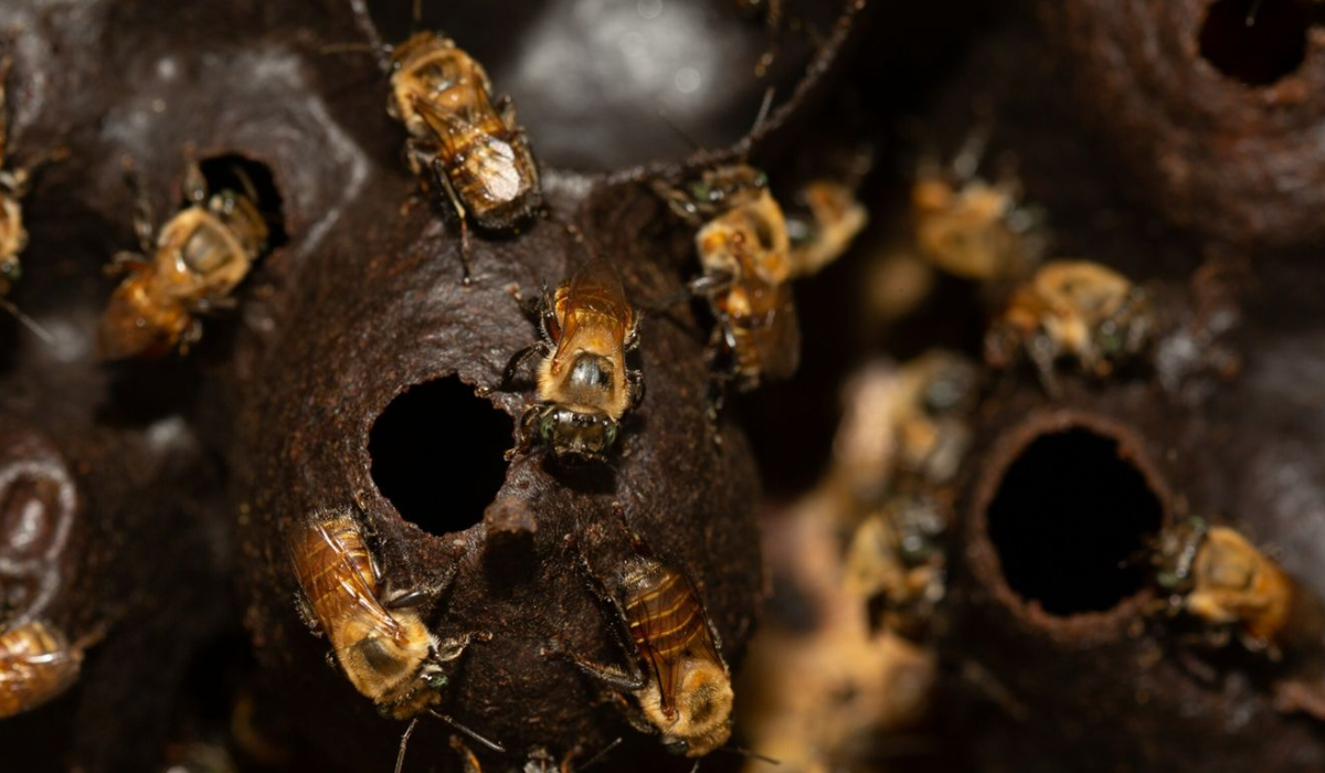 Miel de tierra, miel silvestre o del monte. Obra de las abejas meliponas