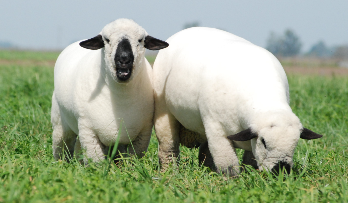 El Harem subasta el Gran Campeón Macho de la última exposición de Palermo en US$80.000 y una hembra por US$30.000 a una cabaña uruguaya, La Candelaria.