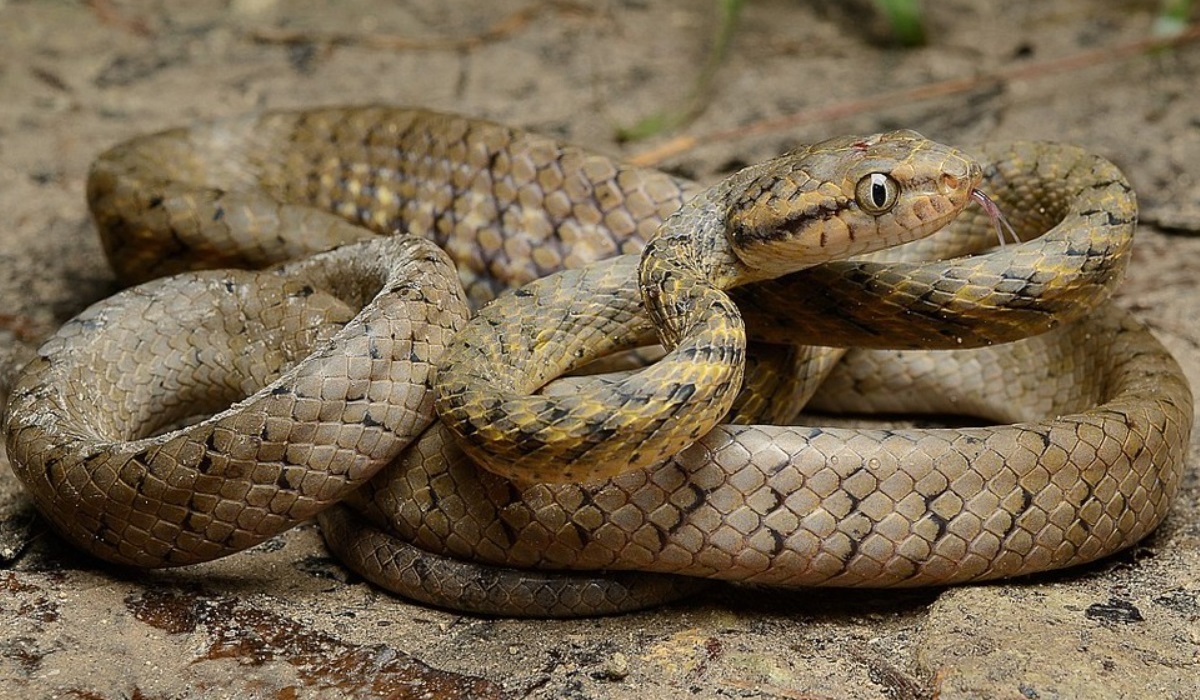 La llegada accidental de la serpiente arbórea marrón produjo un debacle en el ecosistema, parece que se adueño de la isla Guam. 