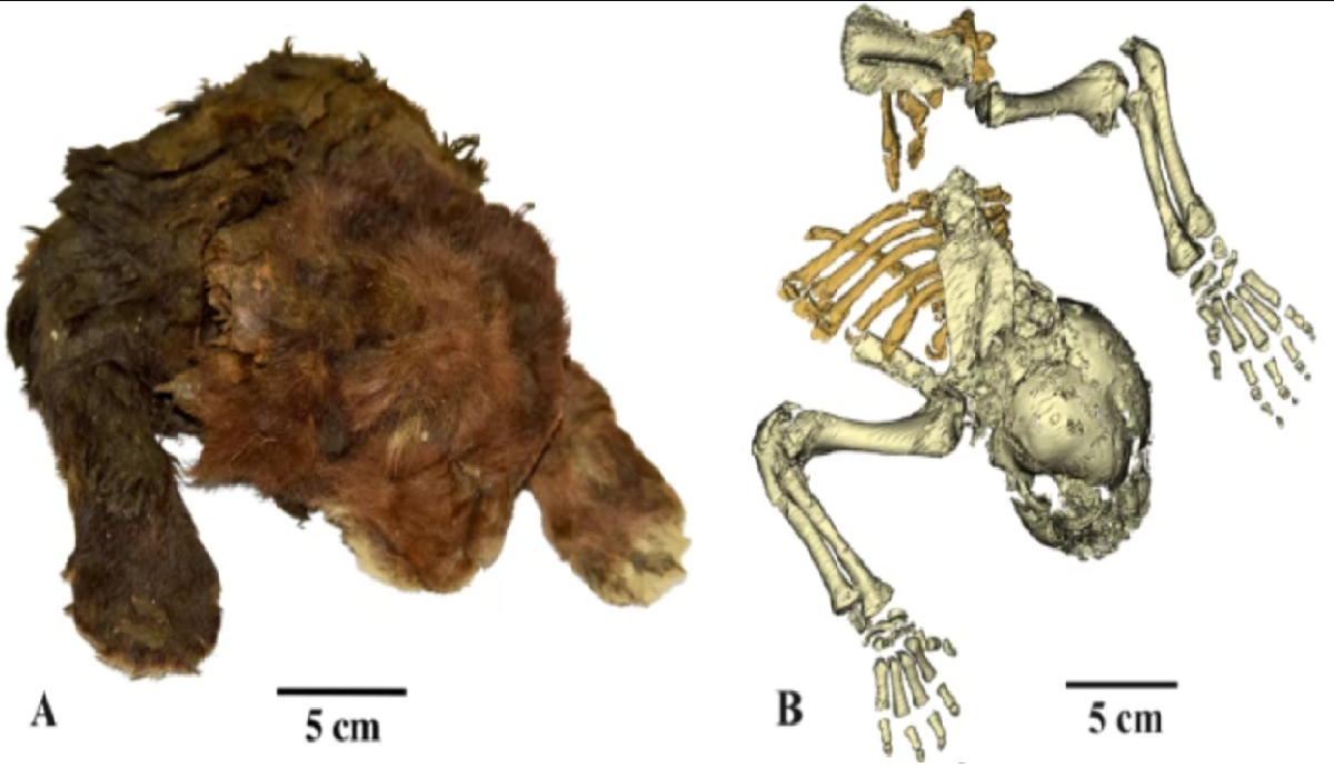 Apariencia externa del cachorro tigre dientes de sable y una tomografía computarizada del esqueleto, vista dorsal.