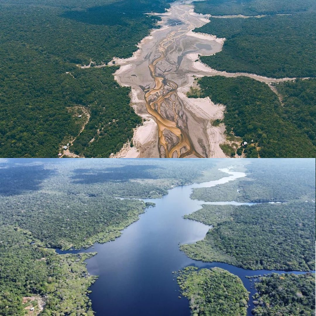 Comparación de la cantidad de agua en el Río Amazonas en su esplendor, a la actual sequía, la más grave, sin precedentes.