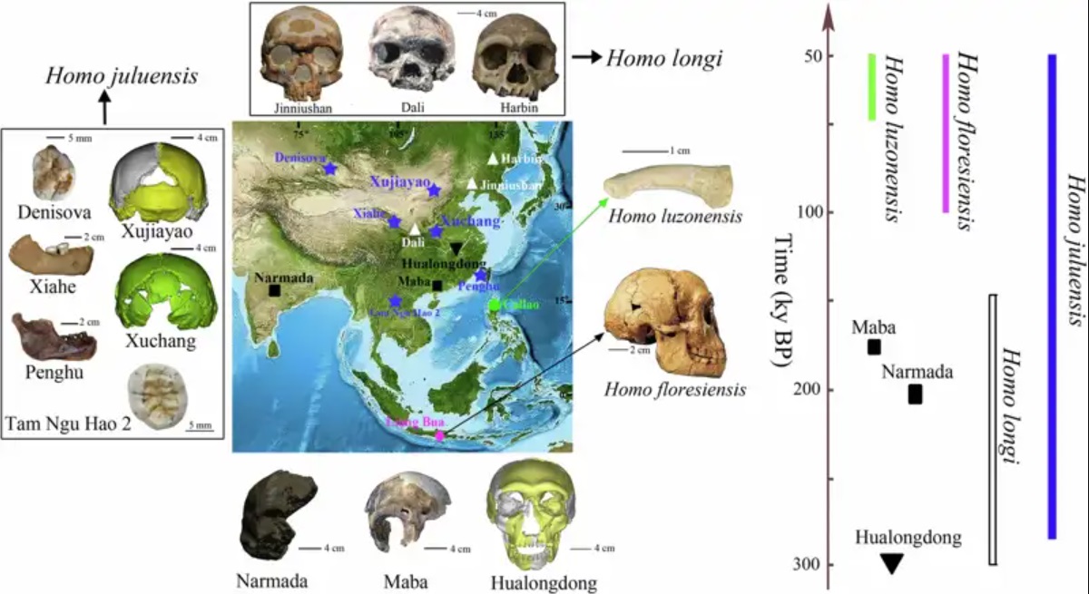 Homo juluensis: Revelaciones sobre Nuestros Ancestros a Través del Análisis Fósil