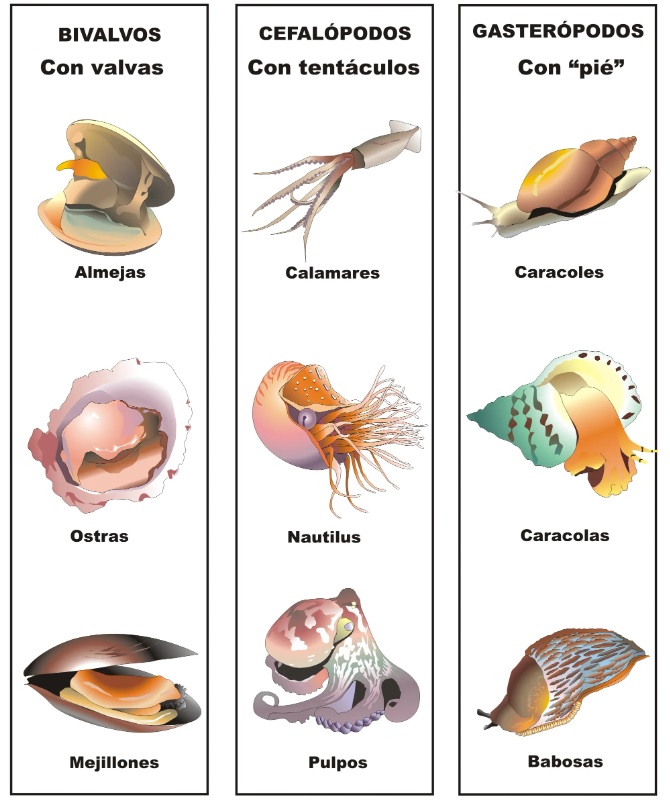 Los gastrópodos comparten el filo Mollusca con otros grupos como los bivalvos (almejas, ostras), cefalópodos (calamares, pulpos) y otros menos conocidos.