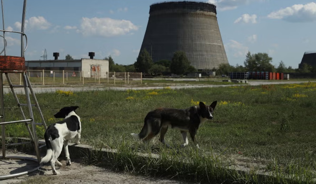 Los perros asilvestrados de Chernobyl muestran mutaciones genéticas que les permiten sobrevivir en un entorno altamente radiactivo, según un estudio reciente.